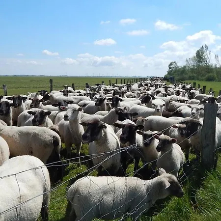 9 Boehler Brise Comfortable *